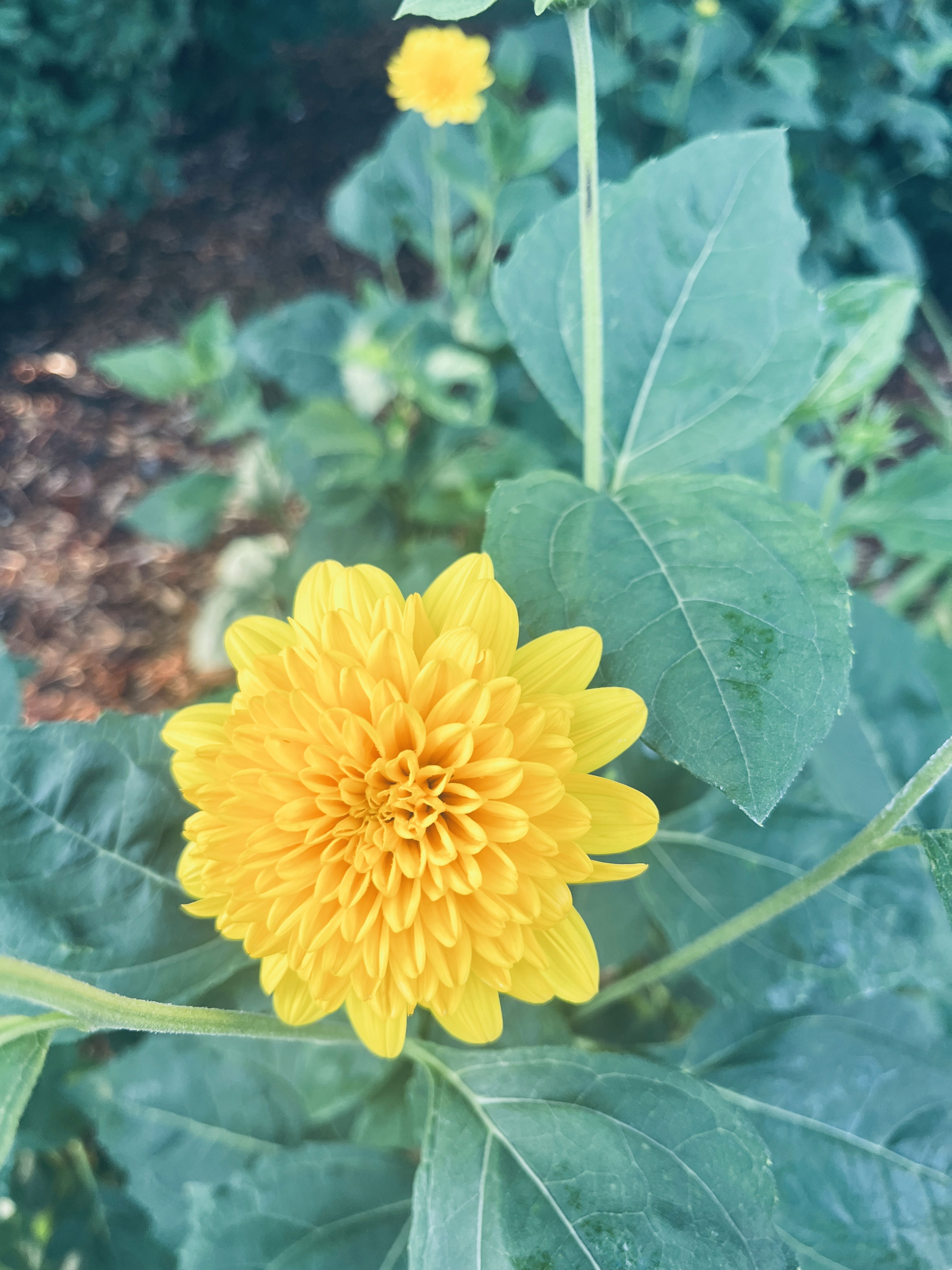 Helianthus decapetalus